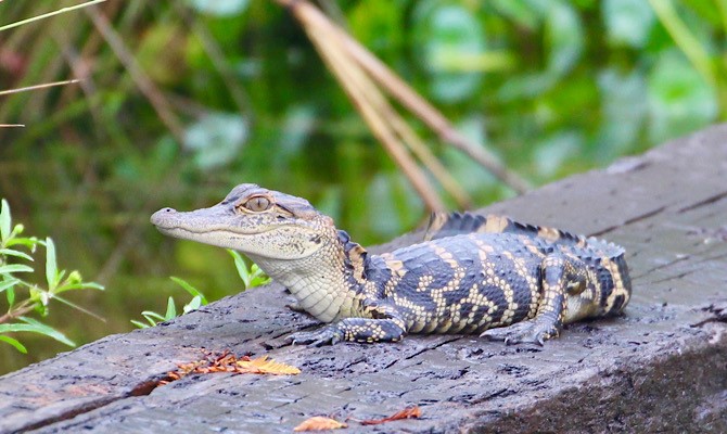 alligators in the Everglades National Park